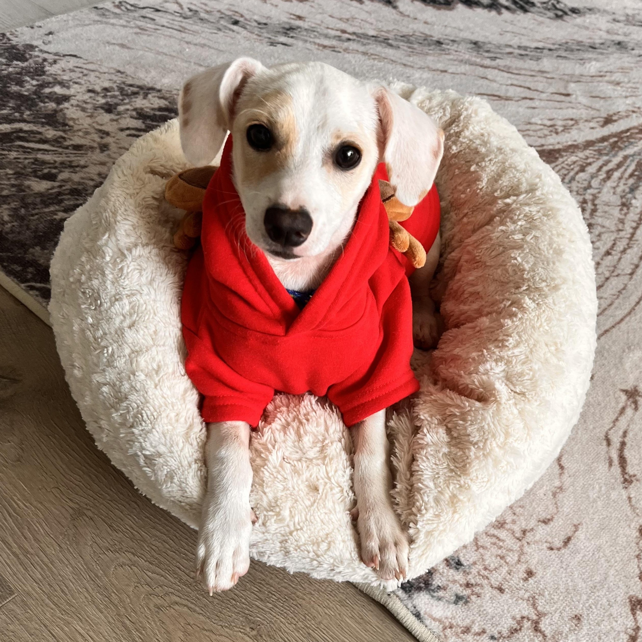 Enlarge Cosmo, a Adopted mixed breed in San Diego, CA image 2/3