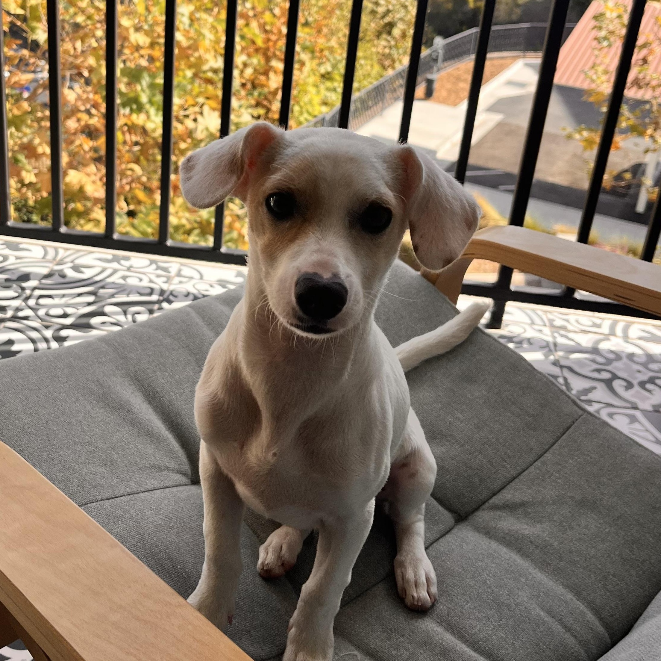 Enlarge Cosmo, a Adopted mixed breed in San Diego, CA image 1/3