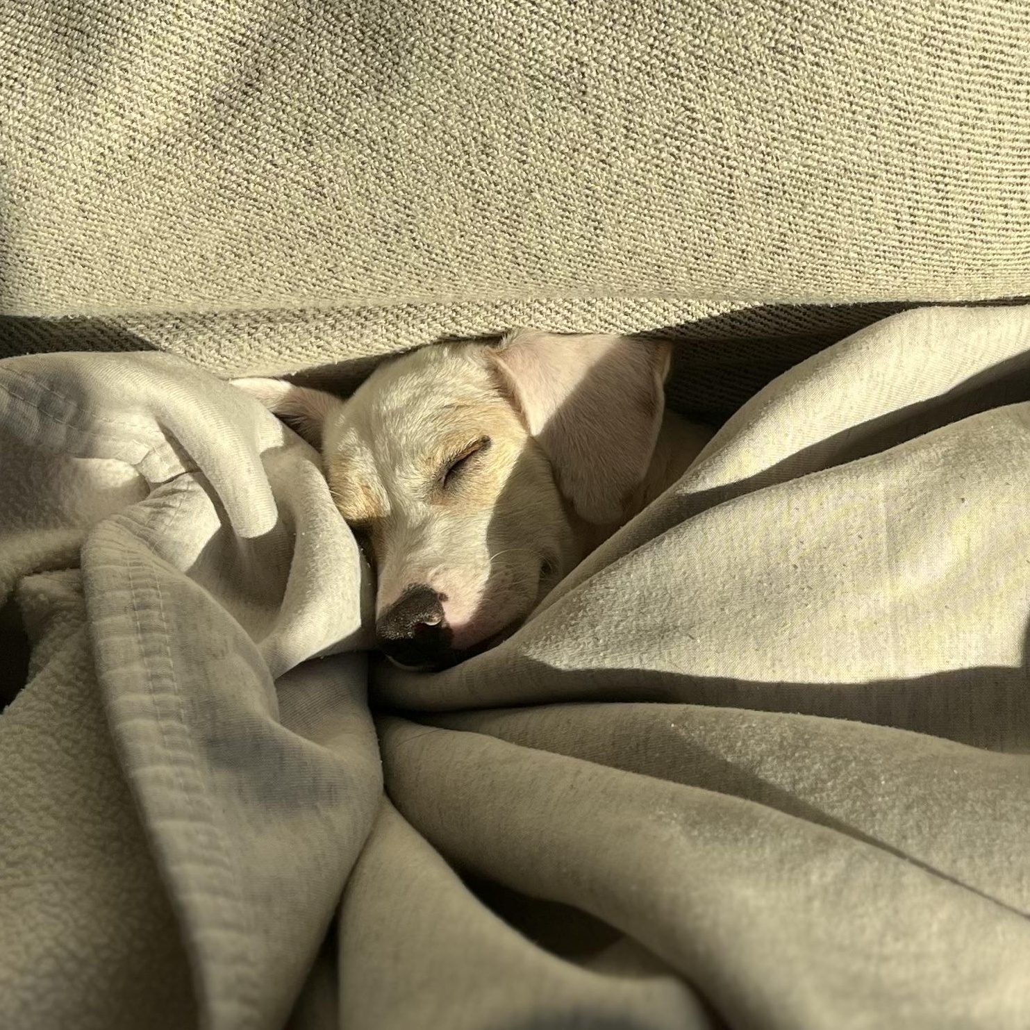 Enlarge Cosmo, a Adopted mixed breed in San Diego, CA image 3/3