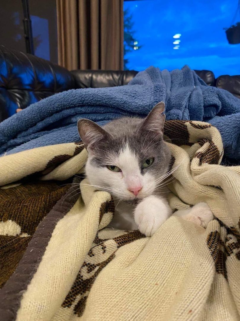 Phoebe, a Adoptable mixed breed in Winlock, WA image 1/2