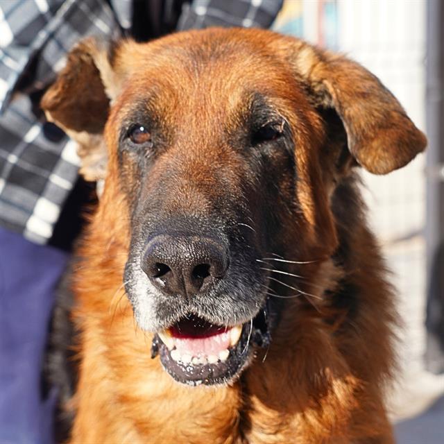 Enlarge ZARK, a Adoptable mixed breed in Albuquerque, NM image 1/1