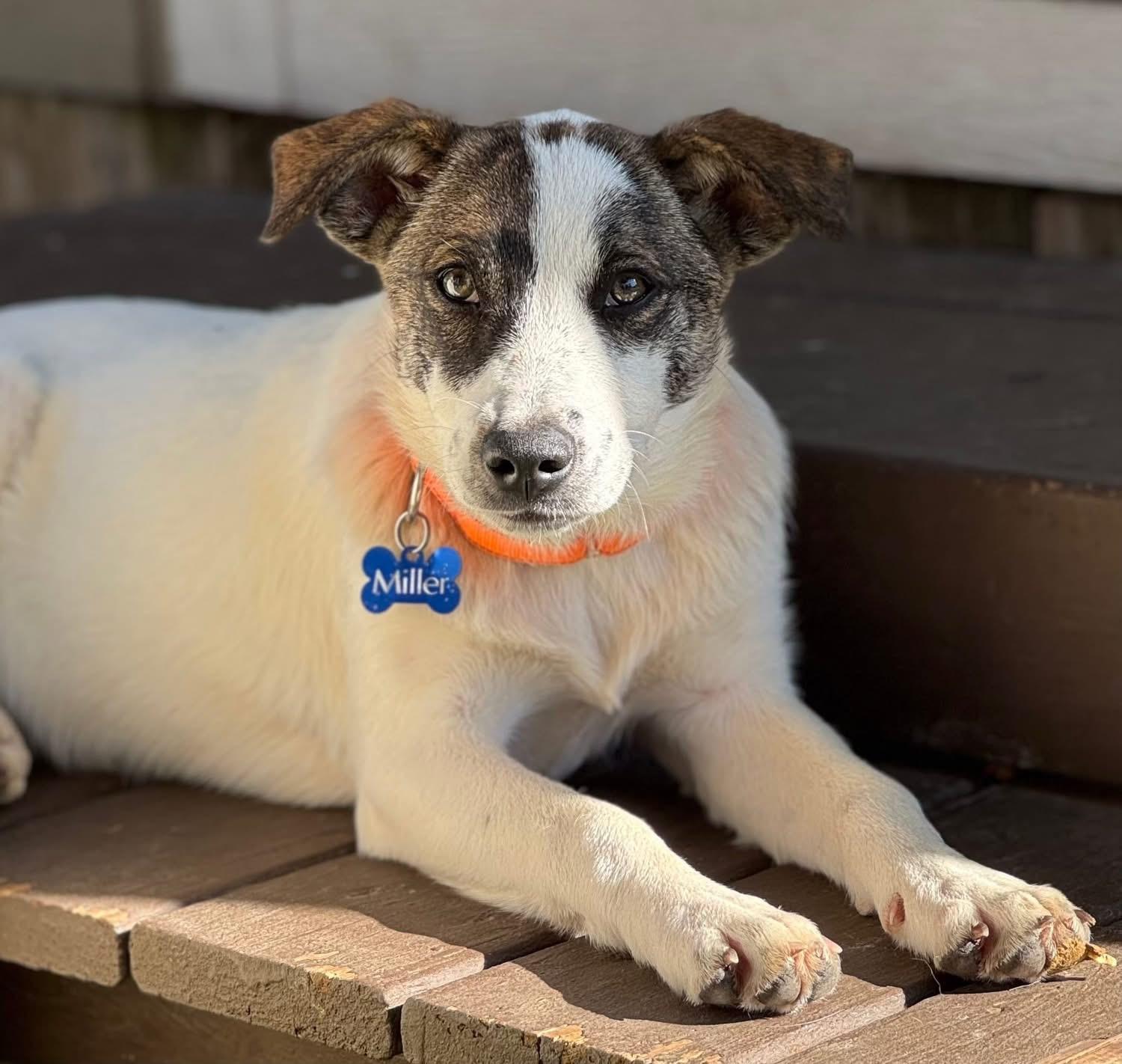Enlarge Blake Shelton, a ADOPTABLE mixed breed in Southlake, TX image 1/6