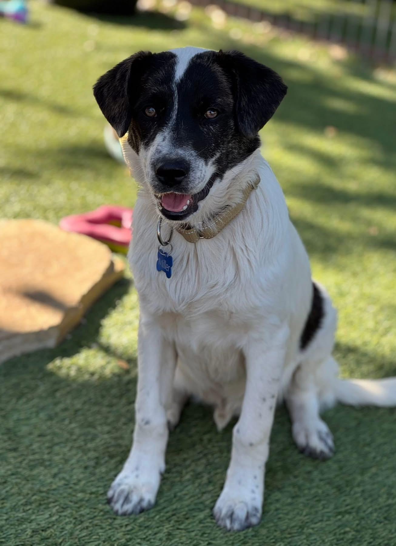 Enlarge Blake Shelton, a ADOPTABLE mixed breed in Southlake, TX image 2/6