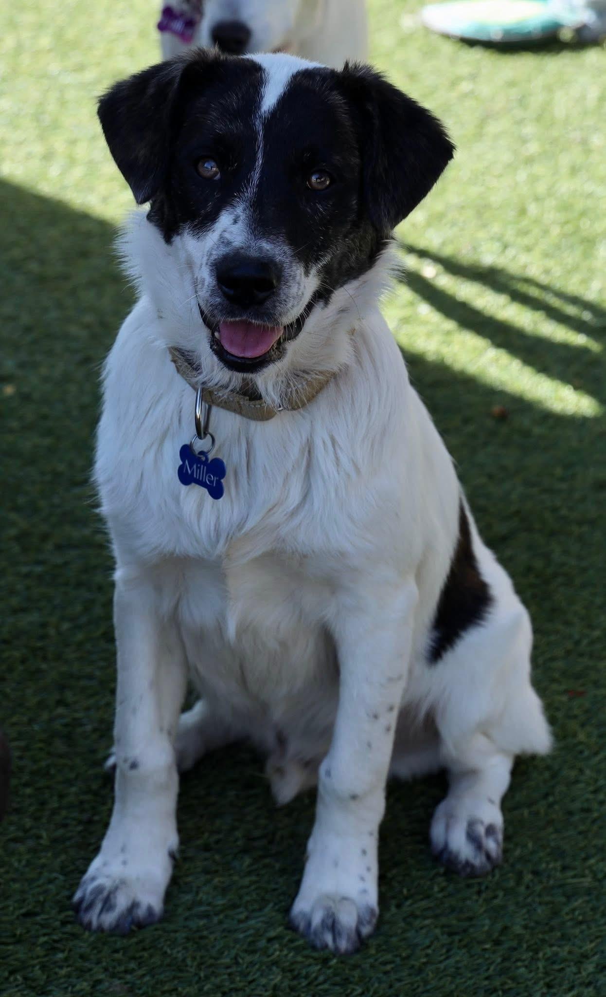 Enlarge Blake Shelton, a ADOPTABLE mixed breed in Southlake, TX image 4/6