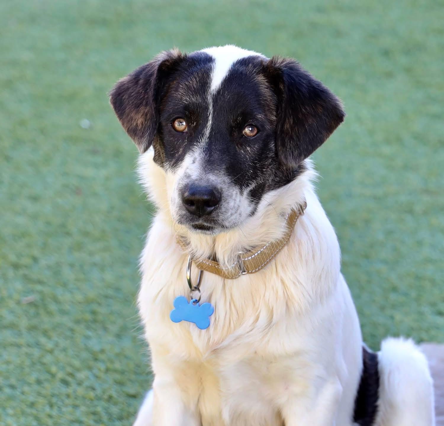 Enlarge Blake Shelton, a ADOPTABLE mixed breed in Southlake, TX image 6/6