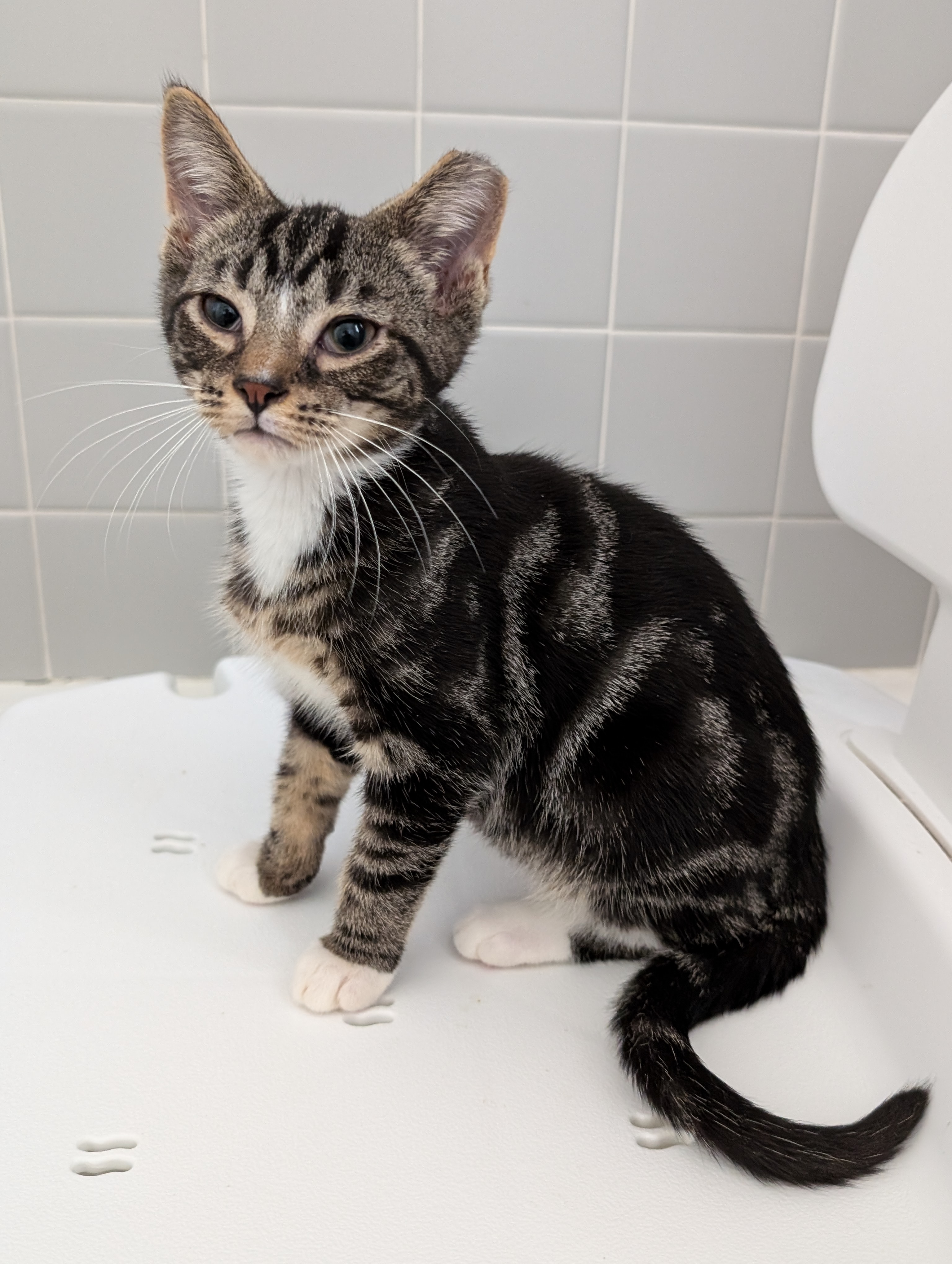 Enlarge Rebel, a Adopted Domestic Short Hair in Toledo, OH image 1/1