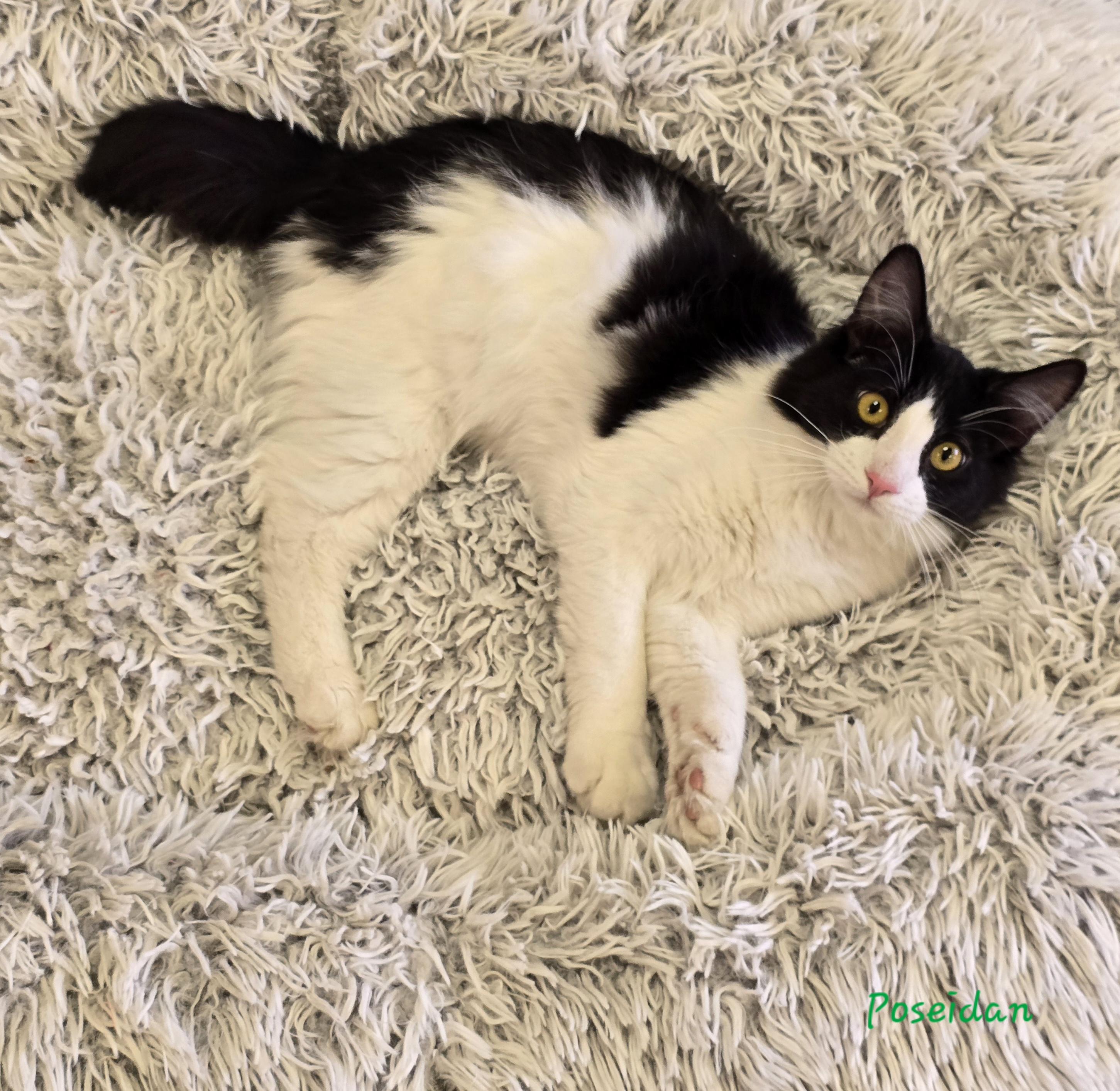 Enlarge Poseidon , an adopted Tuxedo in Glendale, AZ image 2/3