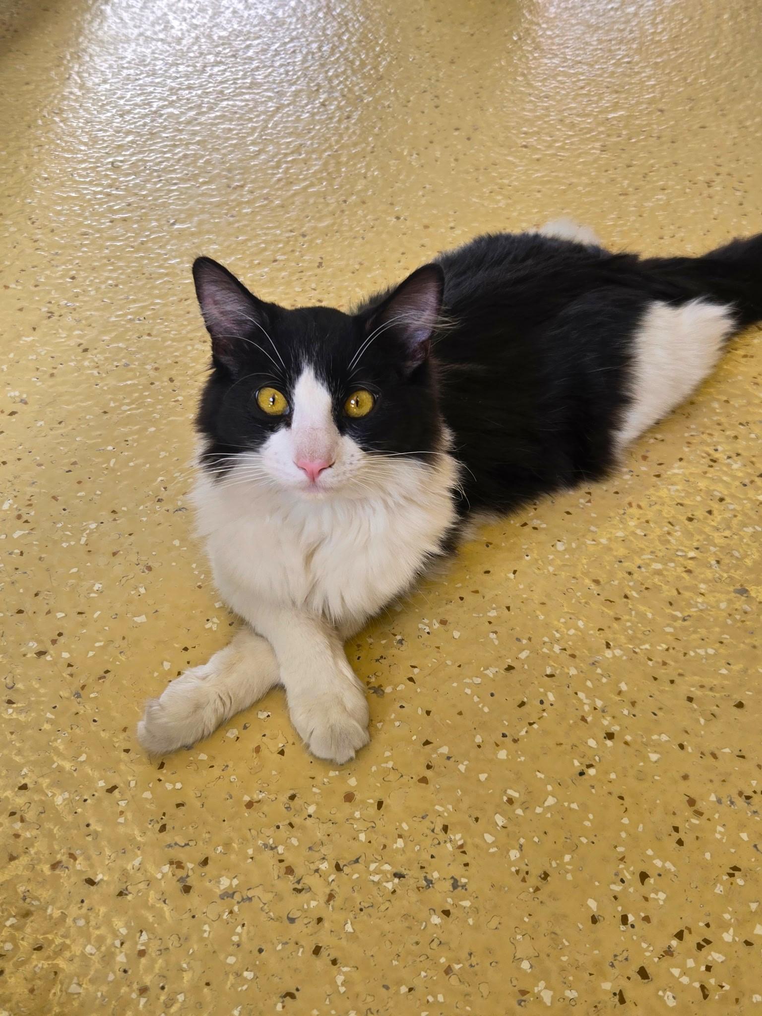 Enlarge Poseidon , an adopted Tuxedo in Glendale, AZ image 1/3
