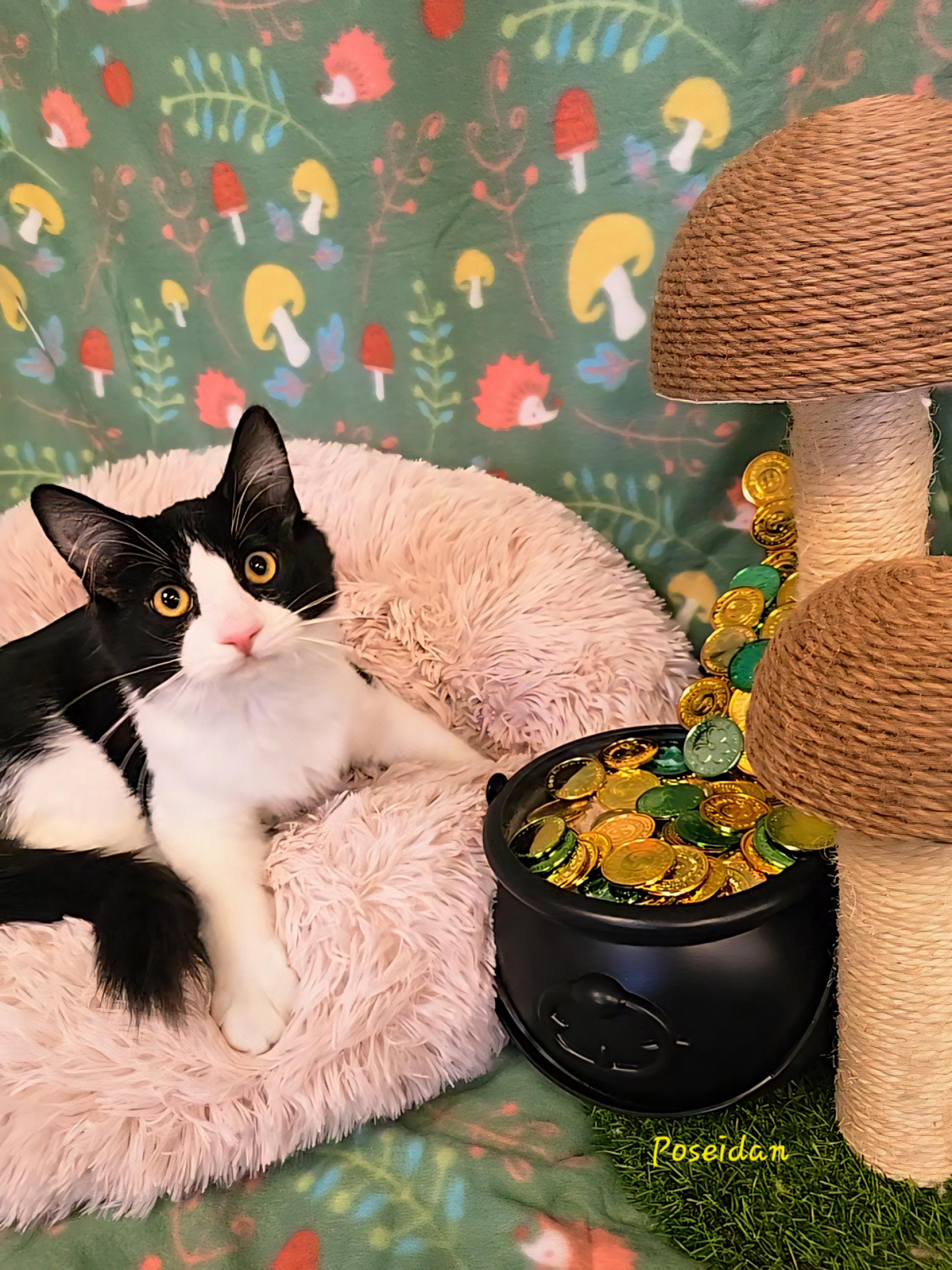 Enlarge Poseidon , an adopted Tuxedo in Glendale, AZ image 3/3