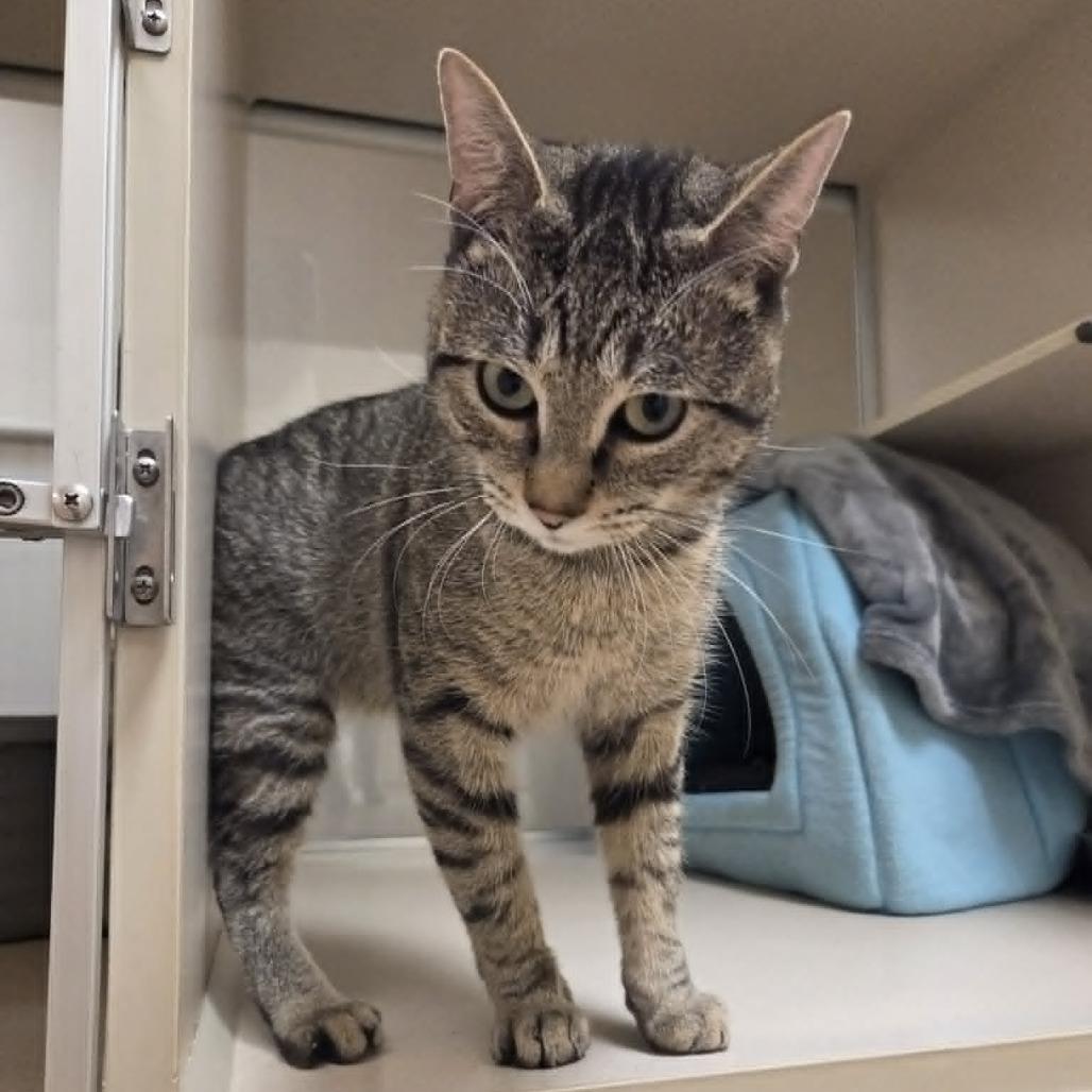 Enlarge Maverick, a Adoptable Domestic Short Hair in Ballston Spa, NY image 1/4