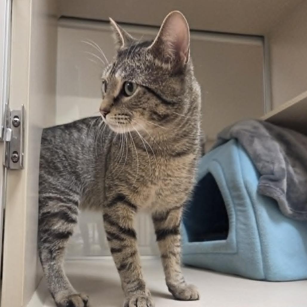 Enlarge Maverick, a Adoptable Domestic Short Hair in Ballston Spa, NY image 2/4