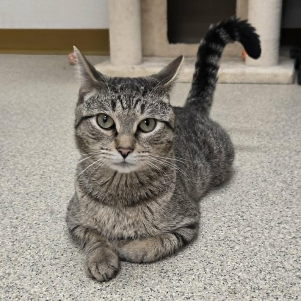 Enlarge Maverick, a Adoptable Domestic Short Hair in Ballston Spa, NY image 3/4