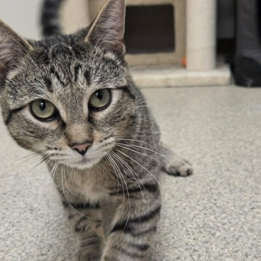 Enlarge Maverick, a Adoptable Domestic Short Hair in Ballston Spa, NY image 4/4