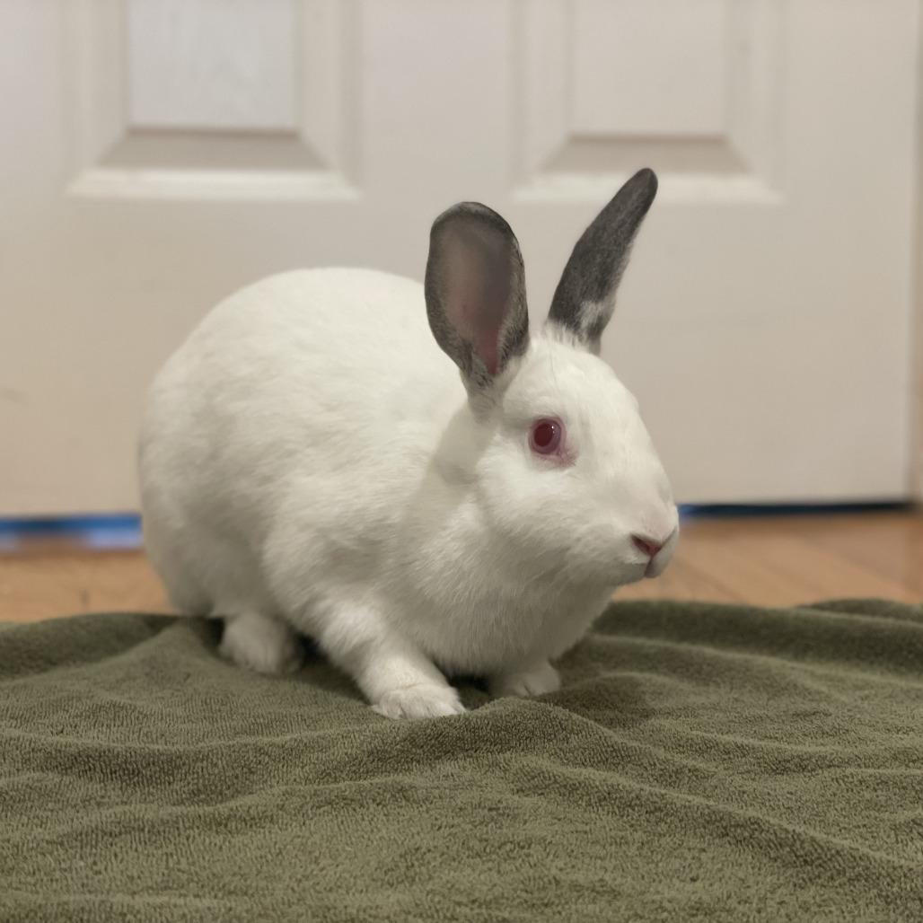 Enlarge Thing 1, a Adoptable Californian in Richmond, CA image 1/6