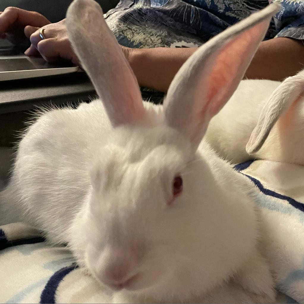 Thing 1, a Adoptable American in Richmond, CA image 1/6