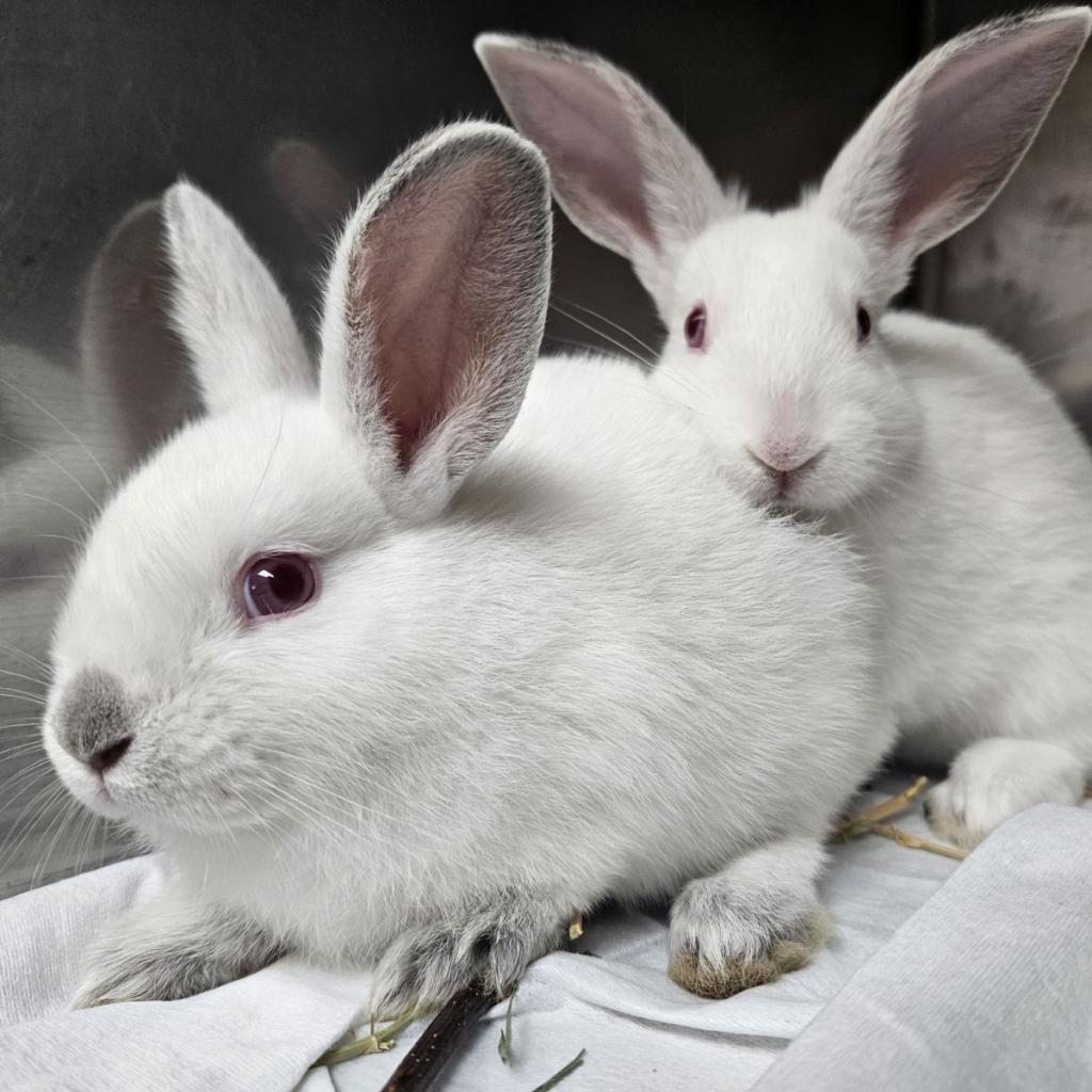 Thing 1, a Adoptable American in Richmond, CA image 2/6