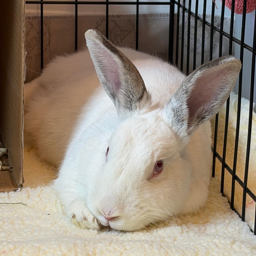 Enlarge Thing 1, a Adoptable Californian in Richmond, CA image 3/6