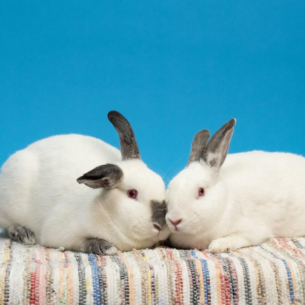 Thing 1, a Adoptable American in Richmond, CA image 4/6