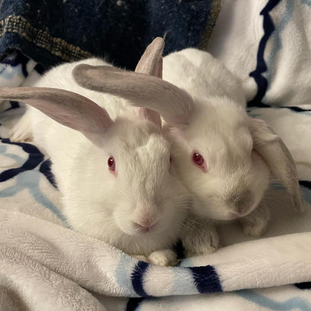 Thing 1, a Adoptable American in Richmond, CA image 5/6