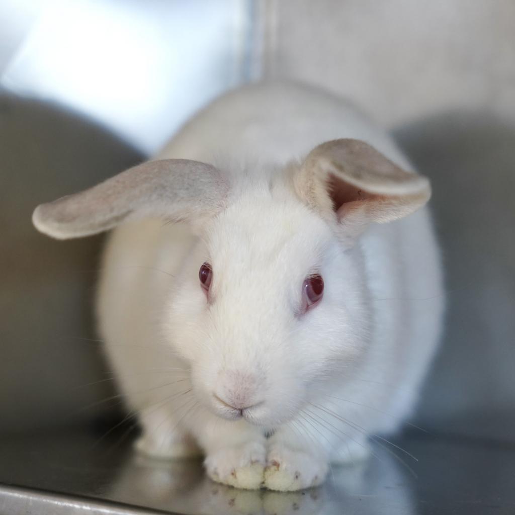 Thing 1, a Adoptable American in Richmond, CA image 6/6