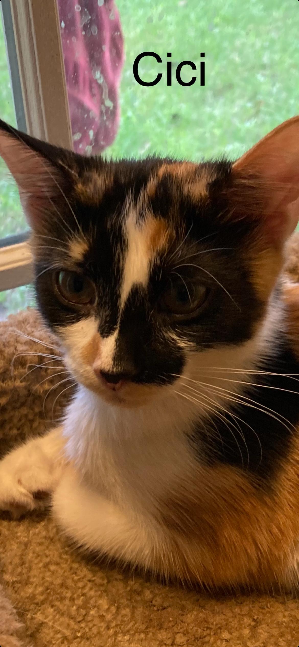 Cici, Adoptable, Young Female Domestic Short Hair.