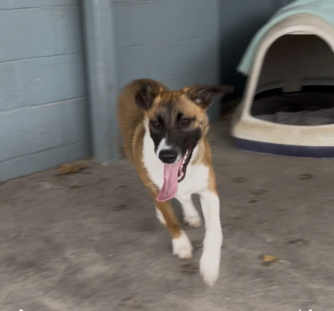 Enlarge Angel, a Adoptable Mixed Breed in Emmett, ID image 1/3