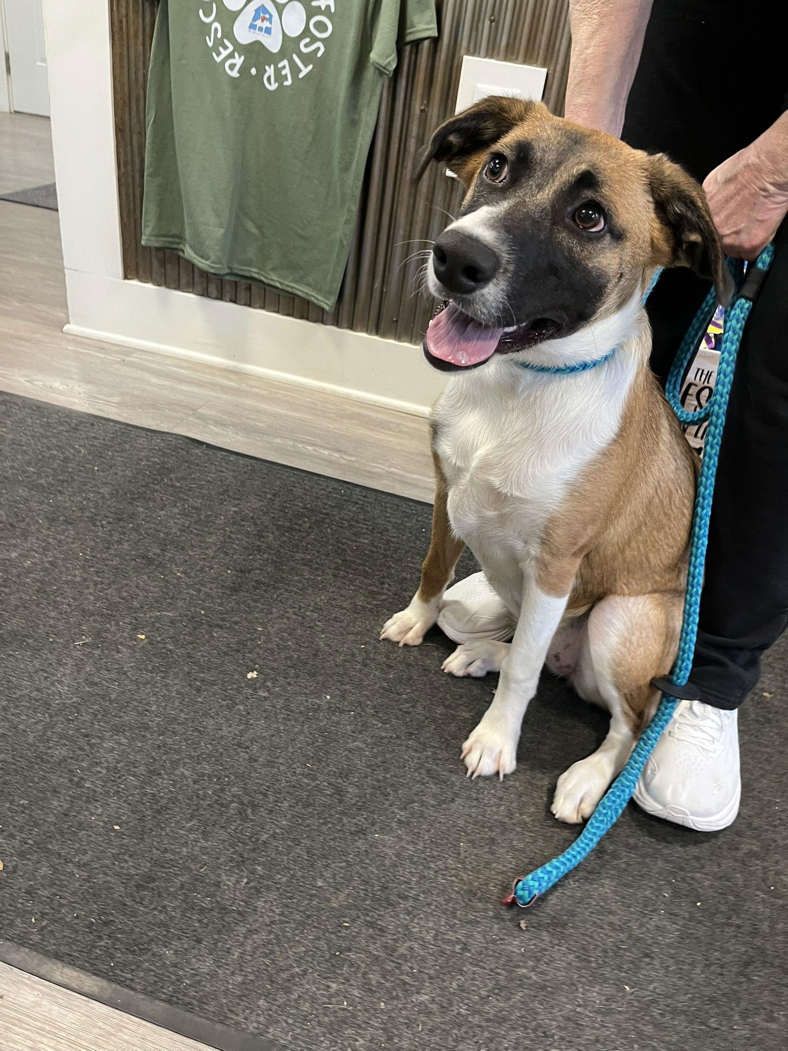 Enlarge Angel, a Adoptable Mixed Breed in Emmett, ID image 2/3