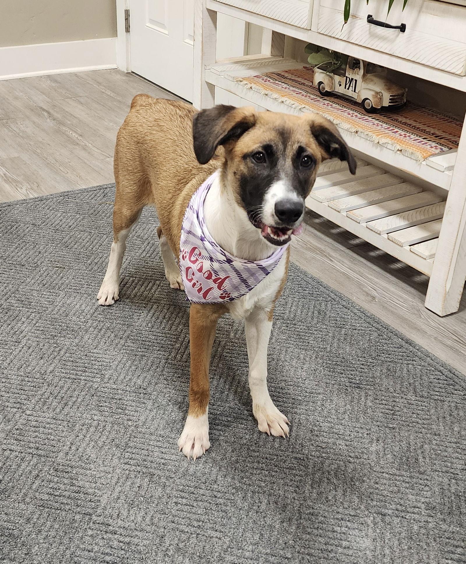 Enlarge Angel, a Adoptable Mixed Breed in Emmett, ID image 3/3