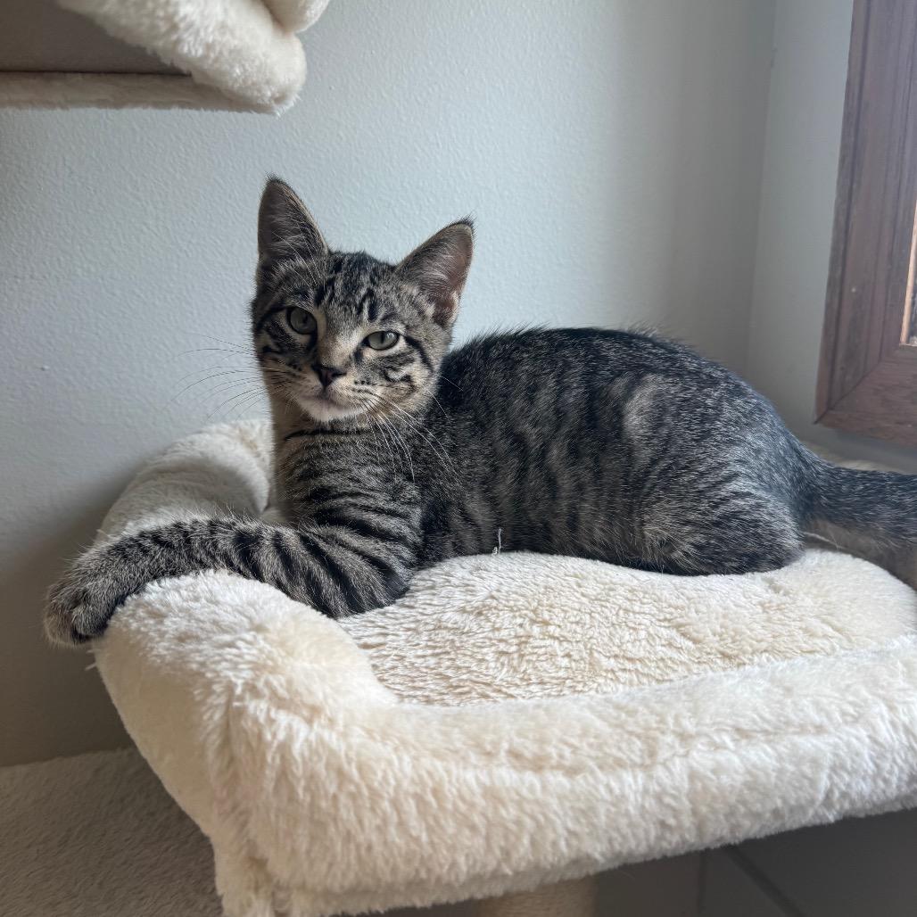 Marty, Adoptable, Young Male Domestic Short Hair.