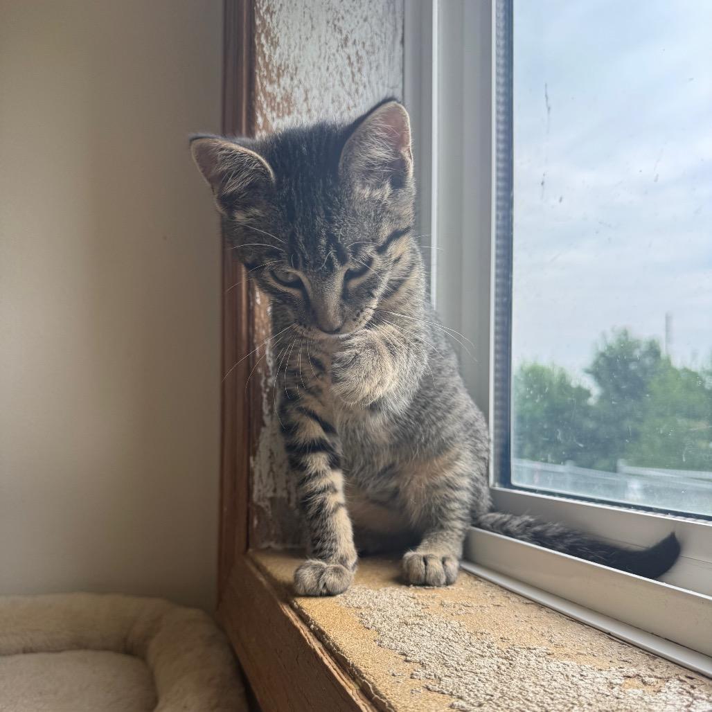 Enlarge Marty, a Adoptable Domestic Short Hair in Milford, IA image 2/6
