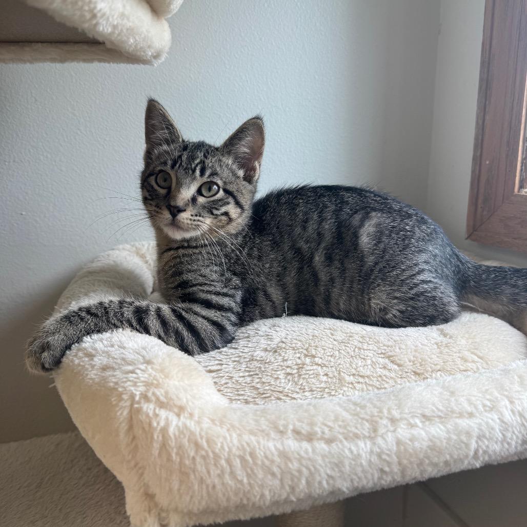 Enlarge Marty, a Adoptable Domestic Short Hair in Milford, IA image 3/6