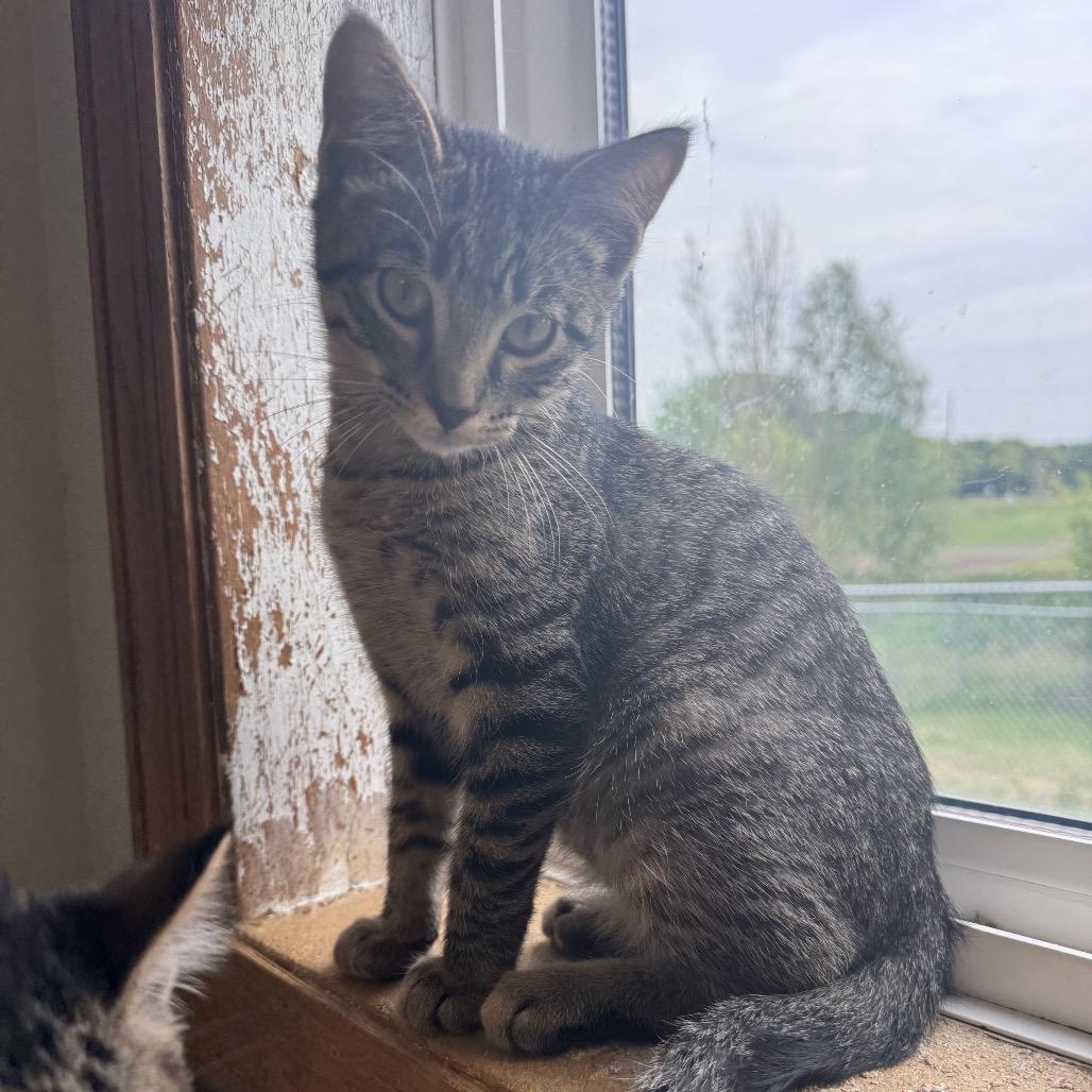 Enlarge Marty, a Adoptable Domestic Short Hair in Milford, IA image 4/6