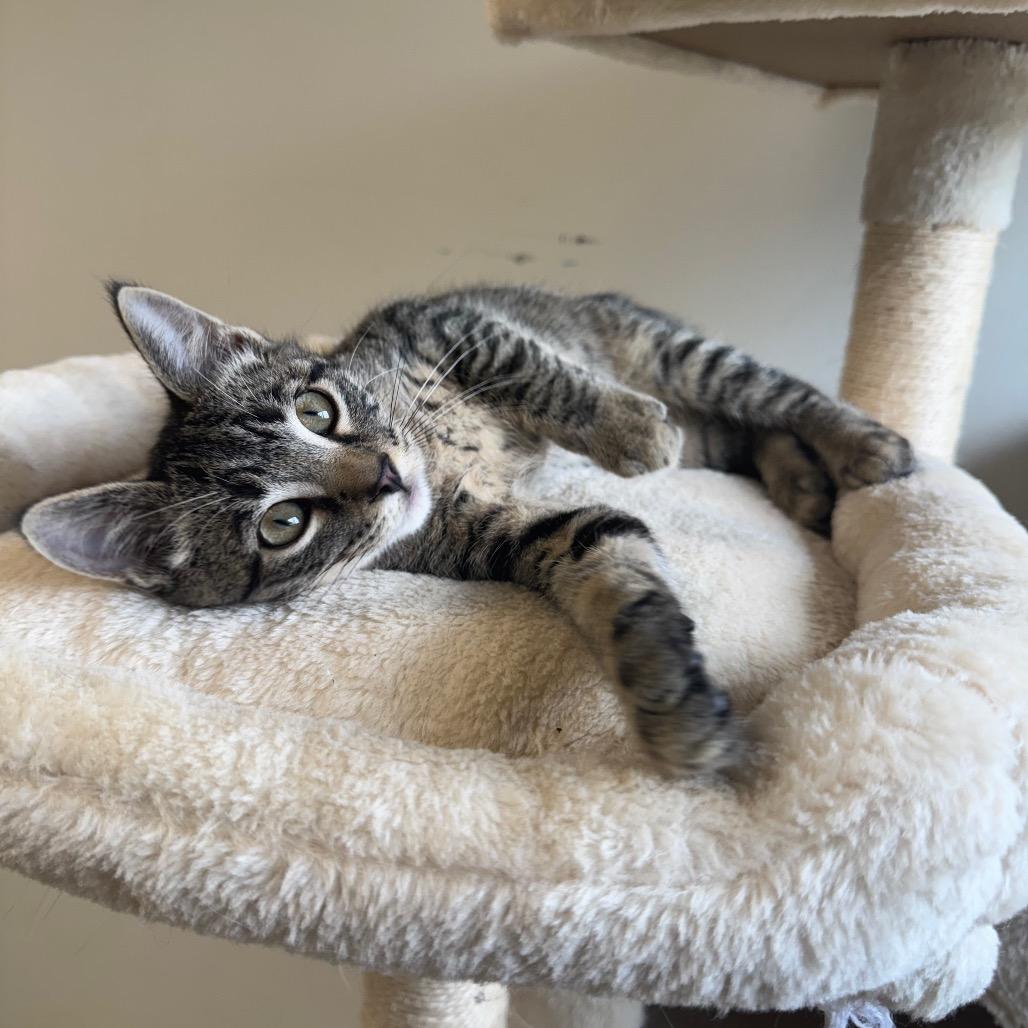 Enlarge Marty, a Adoptable Domestic Short Hair in Milford, IA image 5/6