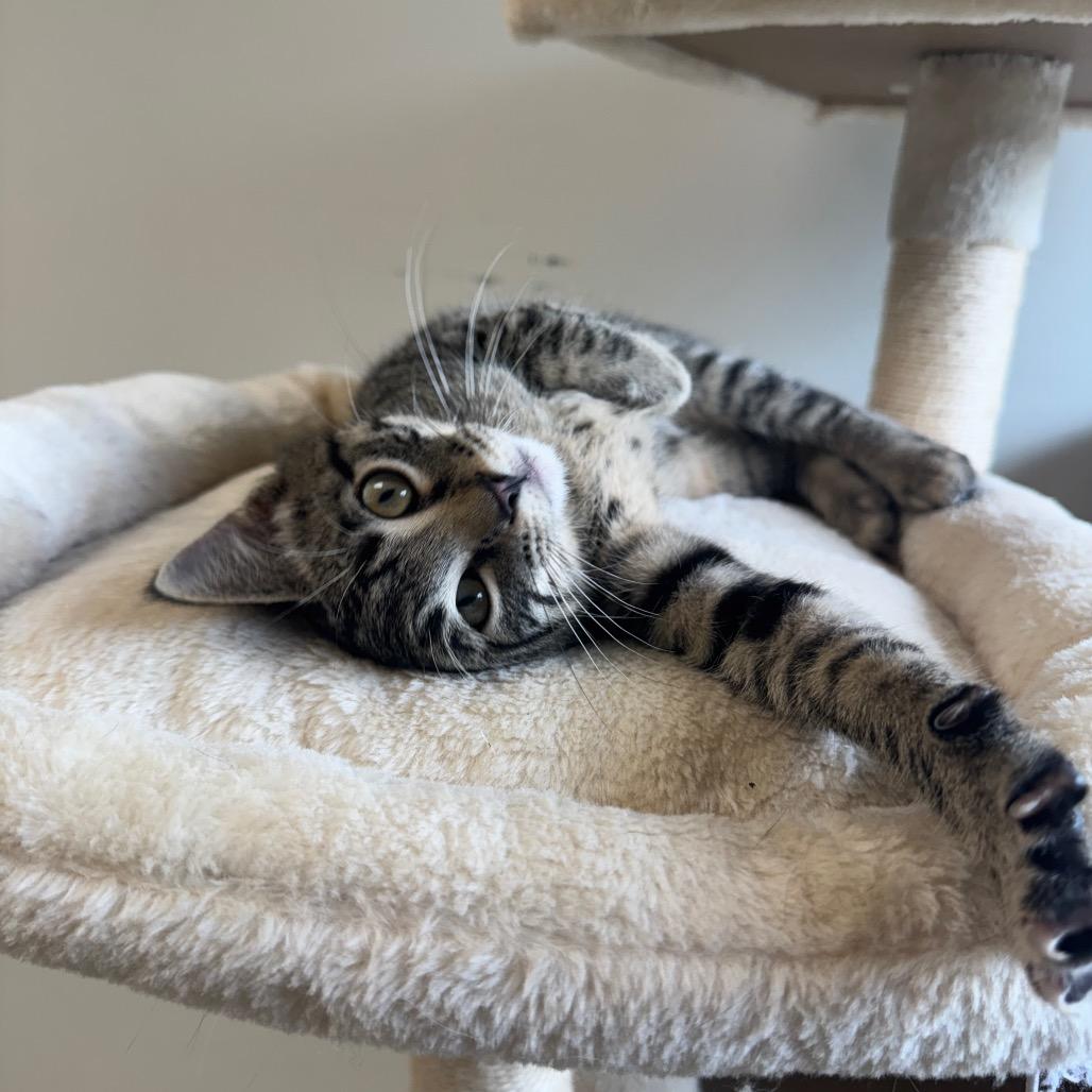 Enlarge Marty, a Adoptable Domestic Short Hair in Milford, IA image 6/6