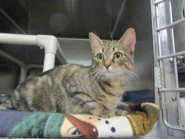 DESSANY, Adoptable, Adult Female Domestic Short Hair.