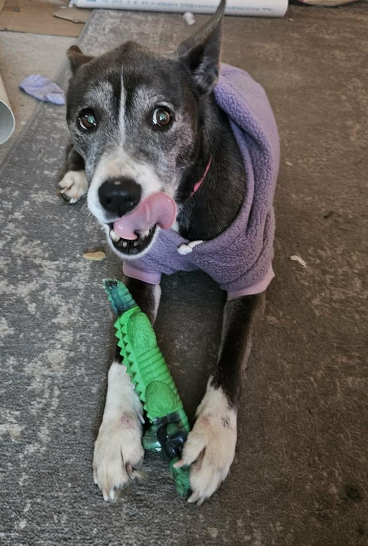 Enlarge Roxie, a ADOPTABLE mixed breed in O Fallon, IL image 1/4