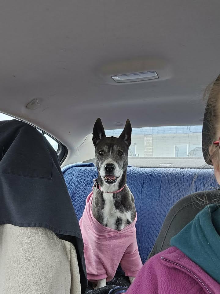 Enlarge Roxie, a ADOPTABLE mixed breed in O Fallon, IL image 3/4