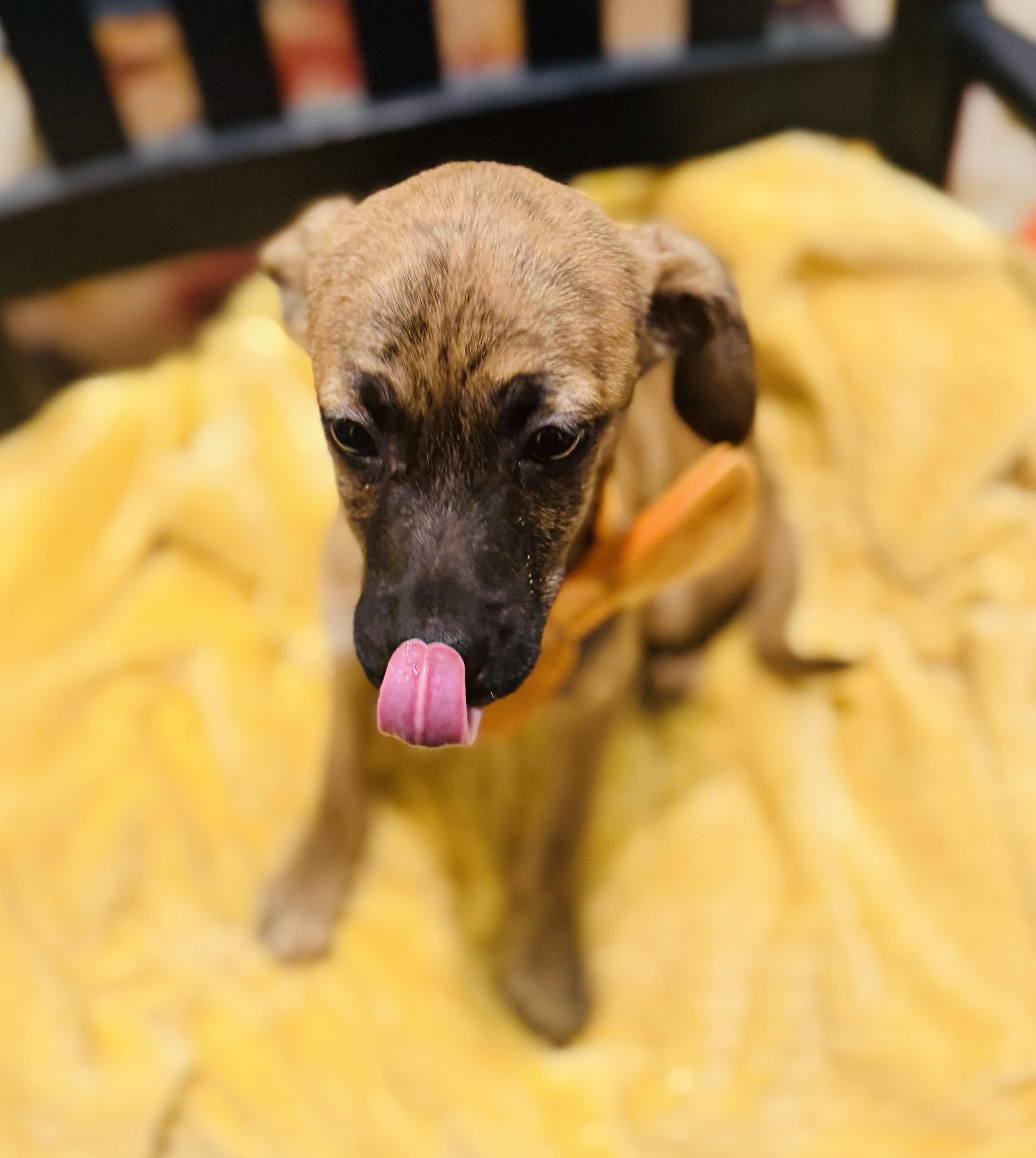 Enlarge Ruby, an adopted mixed breed in Albemarle, NC image 1/2