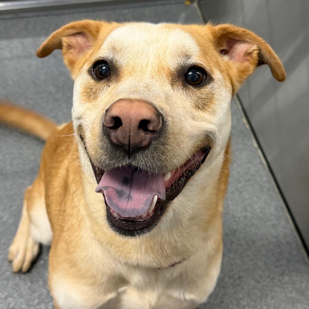 Nick, a Adoptable Pit Bull Terrier in Montgomery, AL image 1/4