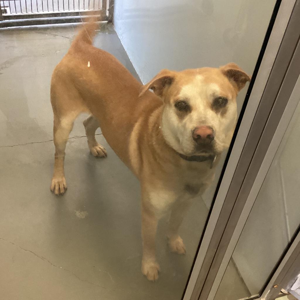 Enlarge Nick, a Adoptable Pit Bull Terrier in Montgomery, AL image 1/2