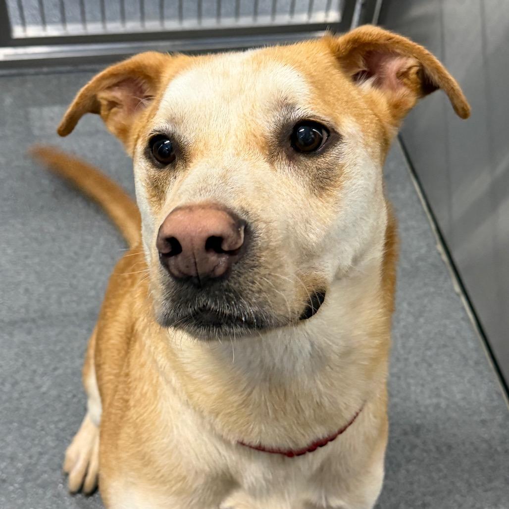 Nick, a Adoptable Pit Bull Terrier in Montgomery, AL image 3/4