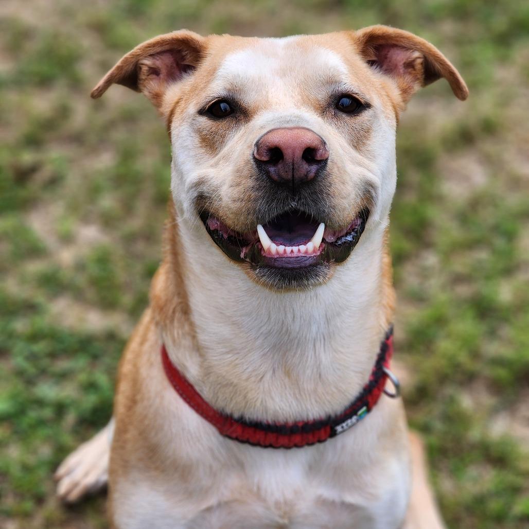 Enlarge Nick, a Adoptable Pit Bull Terrier in Montgomery, AL image 4/5