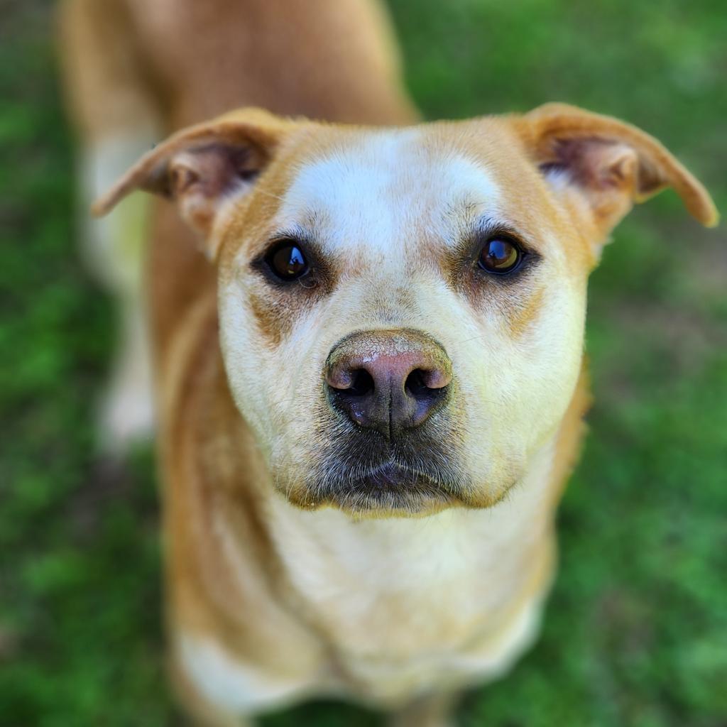 Enlarge Nick, a Adoptable Pit Bull Terrier in Montgomery, AL image 2/2
