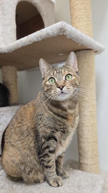 Nutmeg, Adoptable, Adult Female Domestic Short Hair & Domestic Short Hair.