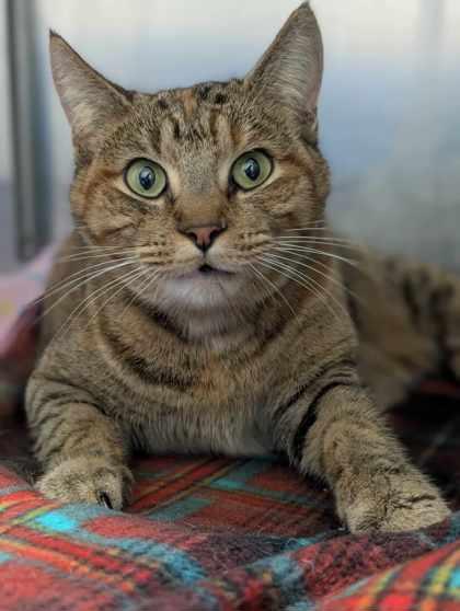 Nutmeg, a Adoptable Domestic Short Hair in La Harpe, KS image 2/3