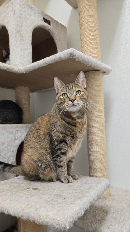 Nutmeg, a Adoptable Domestic Short Hair in La Harpe, KS image 3/3