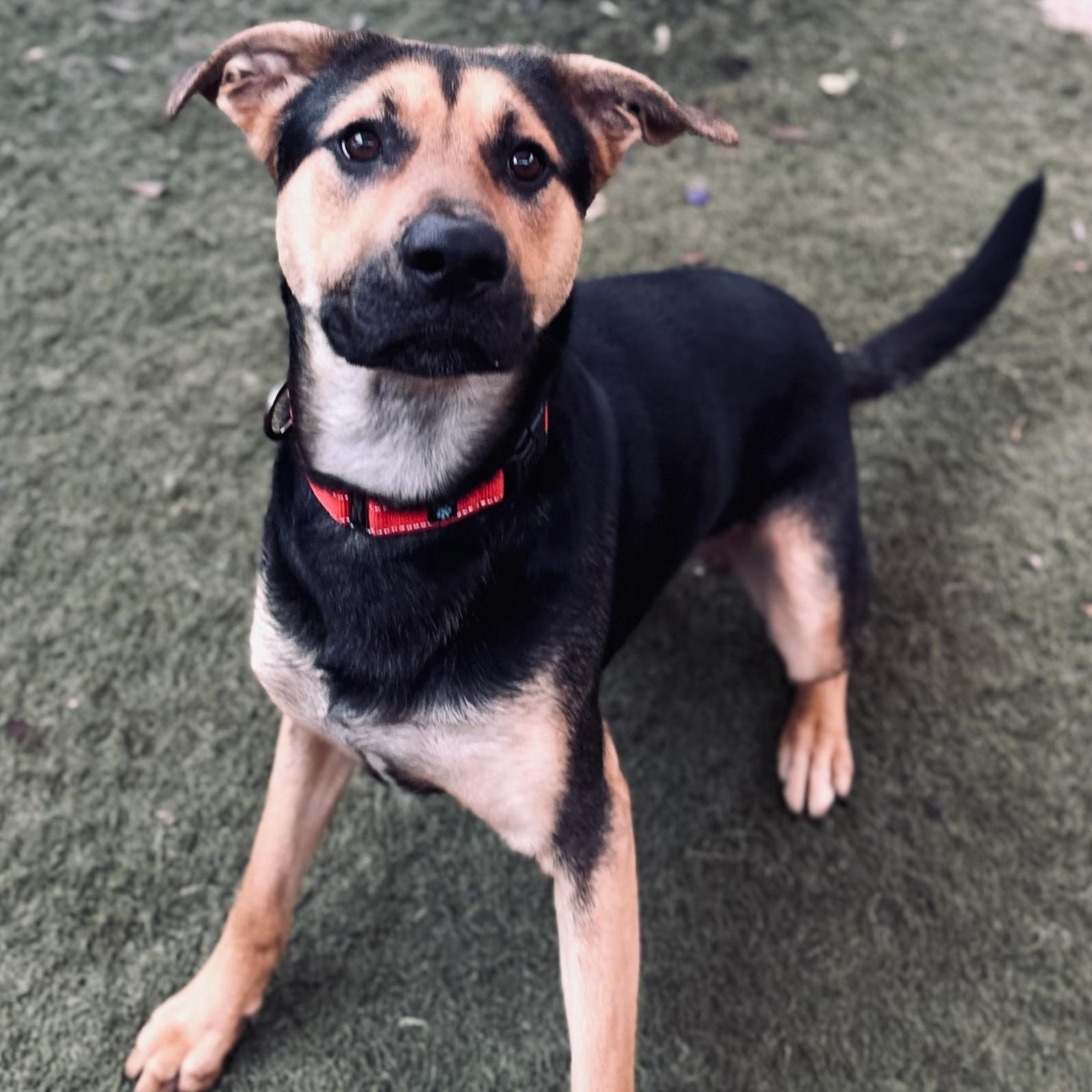 Enlarge Alvin, a Adopted mixed breed in Hamilton, GA image 3/6