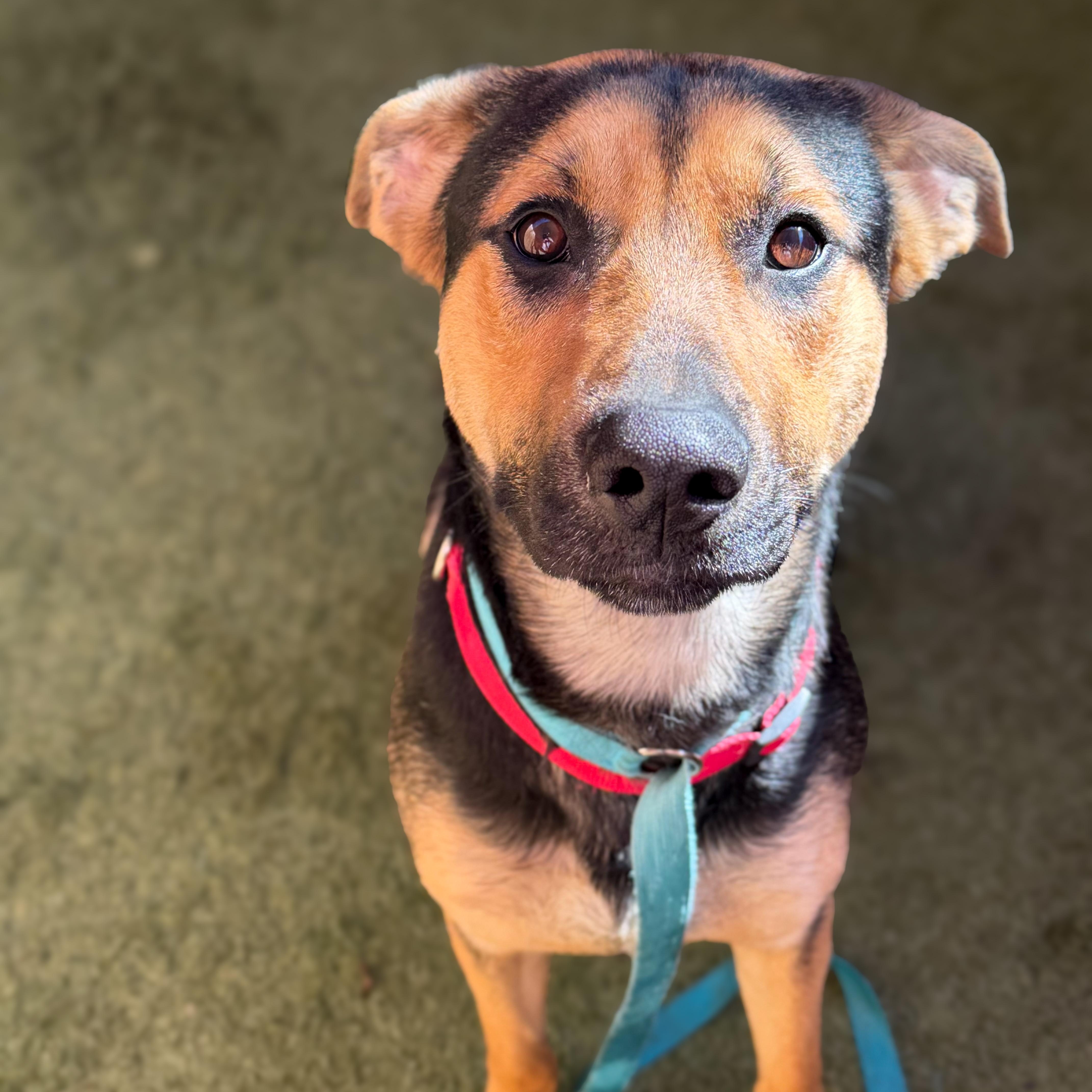 Enlarge Alvin, a Adopted mixed breed in Hamilton, GA image 2/6