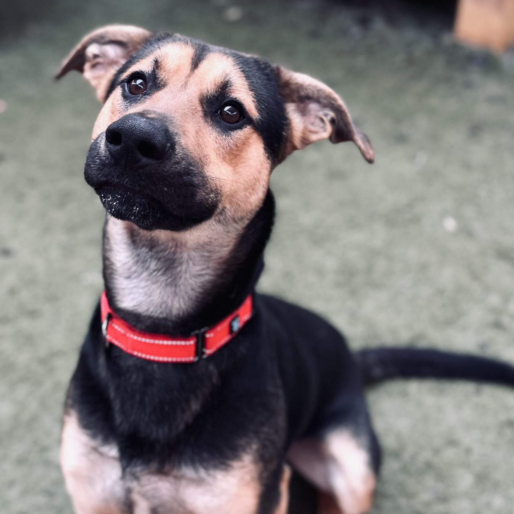 Enlarge Alvin, a Adopted mixed breed in Hamilton, GA image 6/6