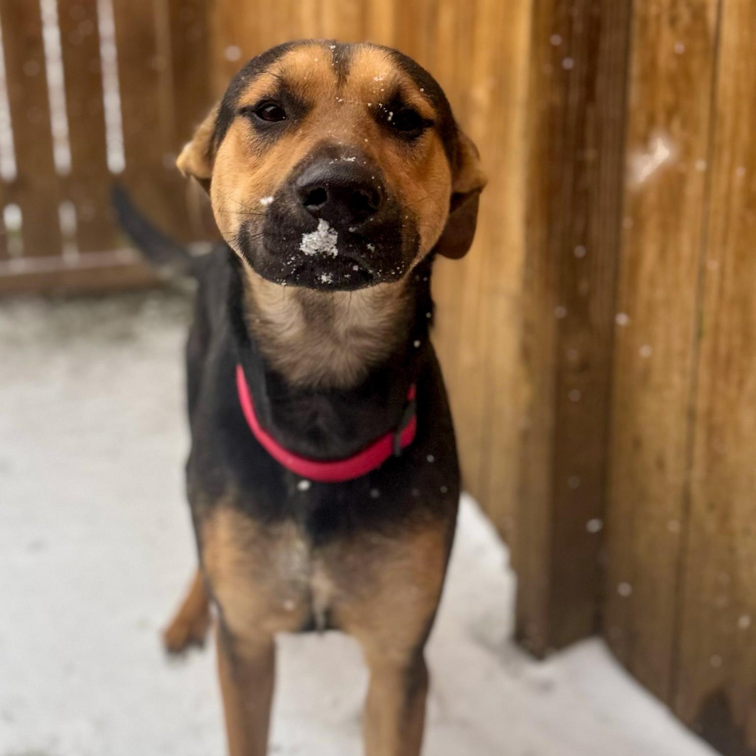 Enlarge Alvin, a Adopted mixed breed in Hamilton, GA image 4/6